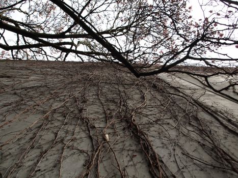 Japanese Ivy on the side of a building 