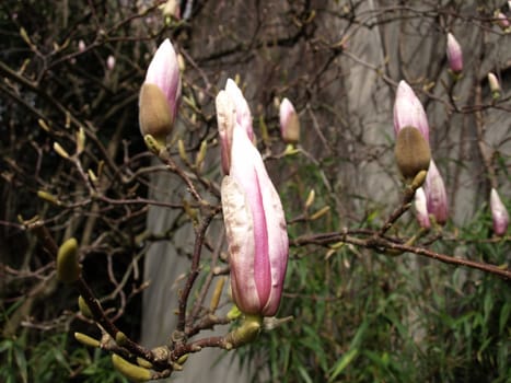 Beautiful pink Tulip Tree blossoms growing on a branch outdoors.