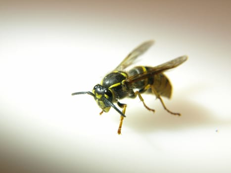 Close view of a live yellow jacket isolated in a spotlight.