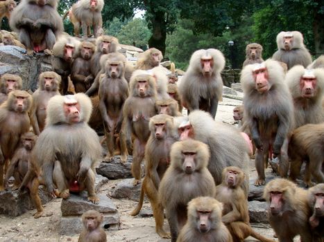 baboons on rocks waitng foor food