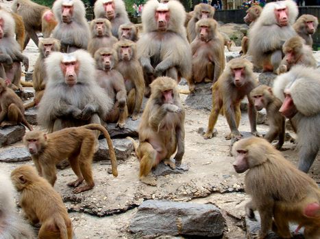 baboons on rocks waitng foor food