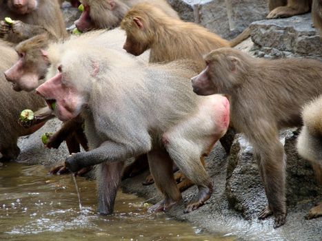 baboons on rocks eating  