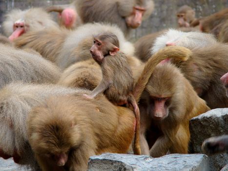 baboons on rocks eating  with baby in the middle