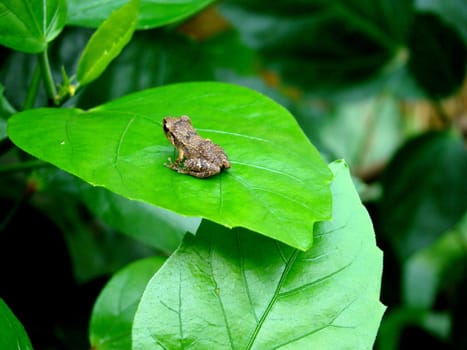 baby frog sitting on green leaf