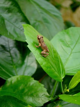 baby frog sitting on green leaf