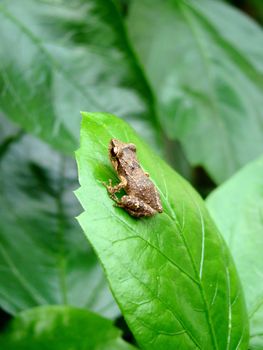 baby frog sitting on green leaf