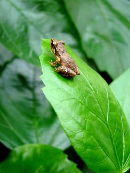 baby frog sitting on green leaf