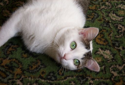 The green-eyed white cat lies on a carpet