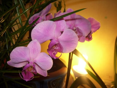  A room plant-pink an orchid against an orange lamp.