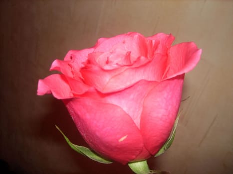 Pink rose