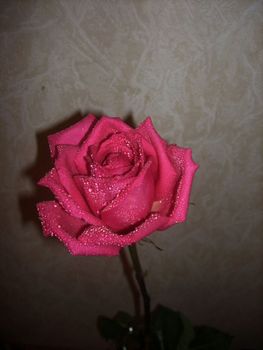 Pink rose