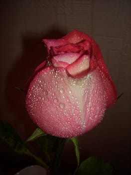 a pink rose, a gift