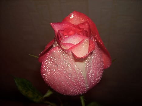 a pink rose, a gift