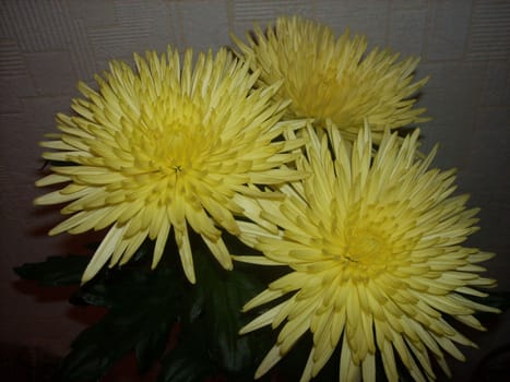 a bouquet of yellow chrysanthemums