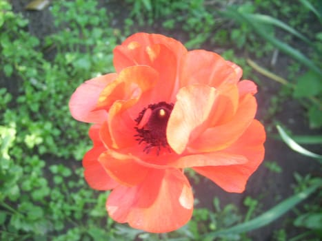 the Poppy in a garden