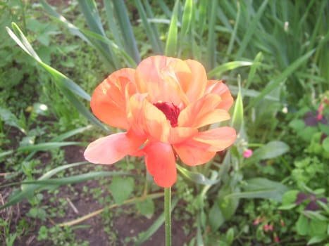 the Poppy in a garden