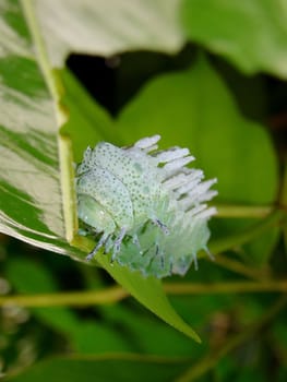 close up of big caterpillar on leaf