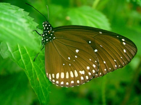 brown butterfly with white speckles