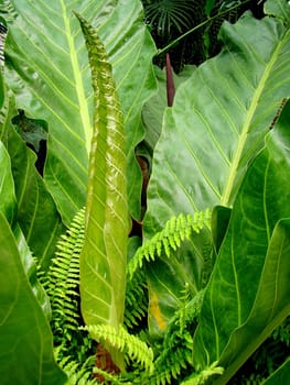 big exotic green plant