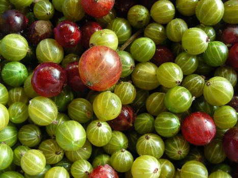 Food background of green and red gooseberries
          