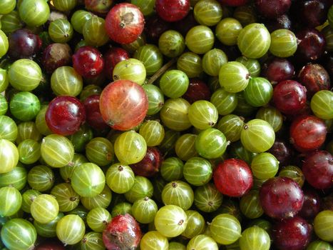 Food background of green and red gooseberries
          