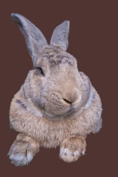 bunny on a brown background