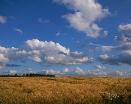 rural scene with cereal field almost ready for the harvest with blue cloudy sky