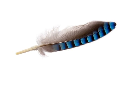 close up of a grey,black and blue colored feather on a white background