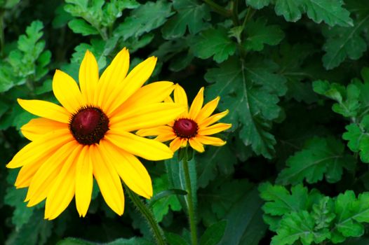 two yellow flowers in the garden