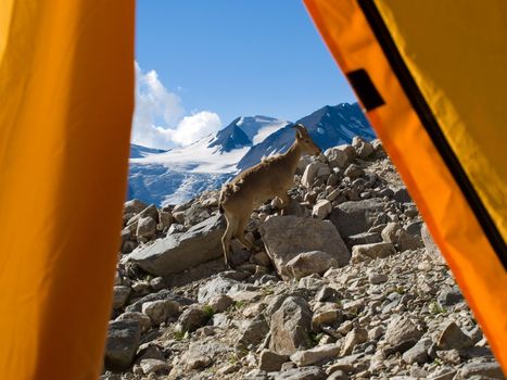 Mountains. Caucasus. Bezengi. Mountain goat