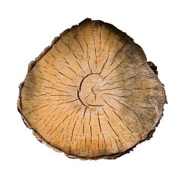 Cross section of a tree with annual rings on a white background
