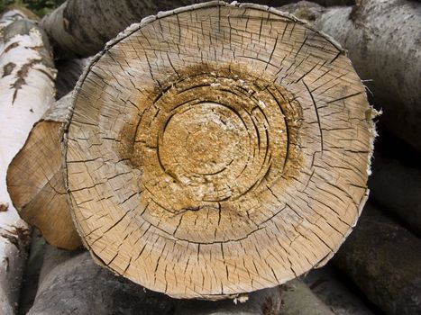Cross section of a tree with annual rings