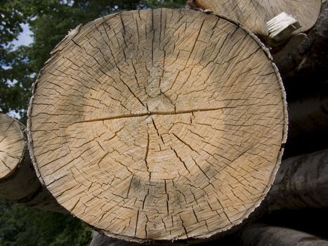 Cross section of a tree with annual rings