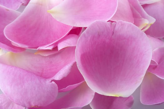 background of pink rose petals with white edges, macro shot