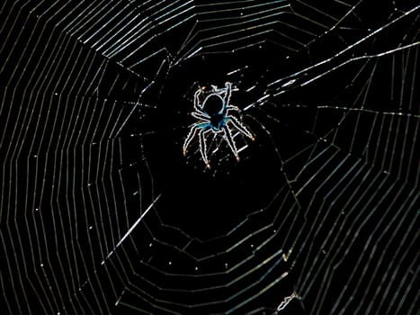 an abstract photograph of a large scary spider in it's web.