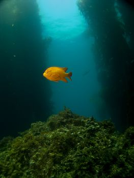 One Lone Garibaldi on a Catalina Reef in Avalon