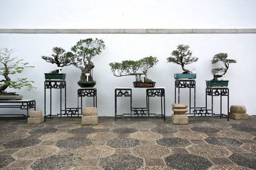 bonsai in a chinese style garden