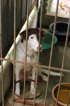 a sad looking stray hoping to find a new home through adoption please support your local shelter and save animals from there.