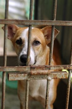 sad looking dog behind kennel in shelter please adopt and have a friend for life.save the animals.