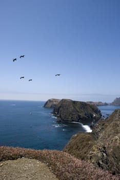Birds flying over the Anacapa Coastline