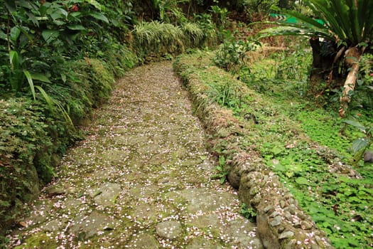 path in chinese garden with many pink petal