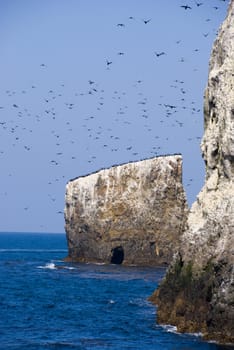 Birds take sanctuary on a deserted island