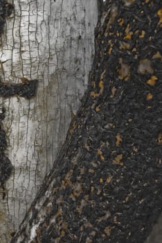 A Burnt Trunk