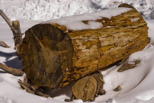 Log covered in snow