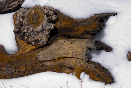 Log is exposed from deep under snow