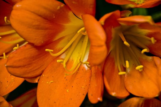 Orange Clivias