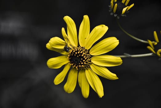 Bee rests on a California Sunflower