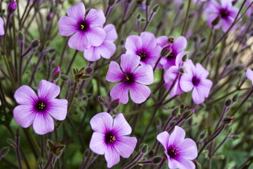 Purple flowers