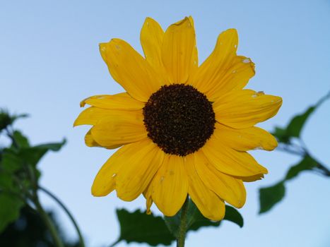 one sunflower