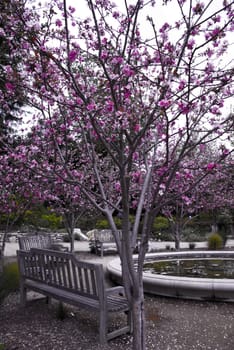 Pink blossoms on a tree in a park with a pond and a bench